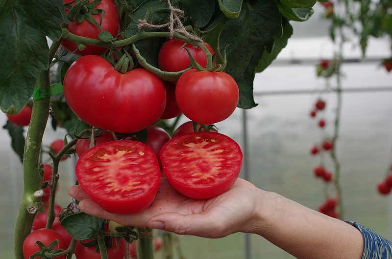 Партнер Томат КОРОЛЕВА F1 ^(5шт) 2-ной пак, изображение 7