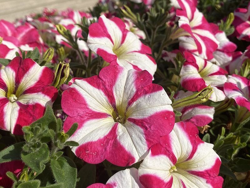 Партнер Петуния серия "Итальянка" АГНЕССА F1 /многоцветковая каскадная бело-розовая ^(5шт в амп), изображение 7