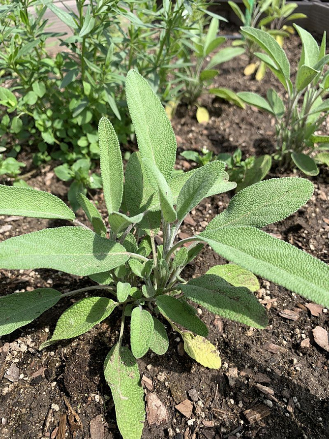 Партнер Шалфей лекарственный АЙБОЛИТ ^(0,5г), изображение 1