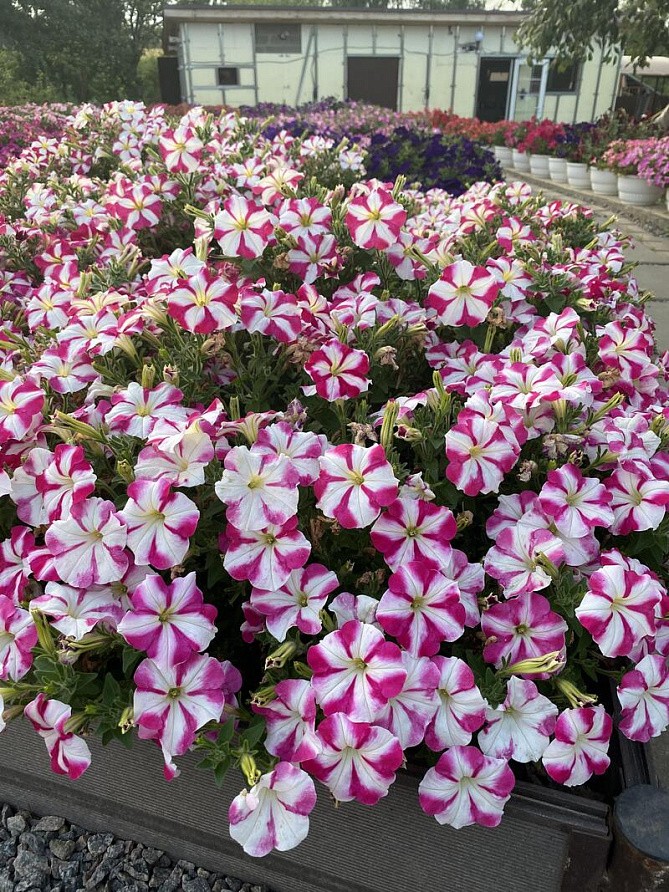 Партнер Петуния серия "Итальянка" АГНЕССА F1 /многоцветковая каскадная бело-розовая ^(5шт в амп), изображение 4