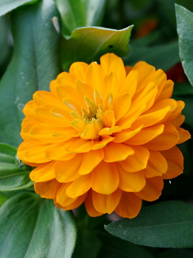 Партнер Цинния МАНДАРИНОВЫЙ КОНФИТЮР / мариландская махровая ^(5шт) , изображение 1