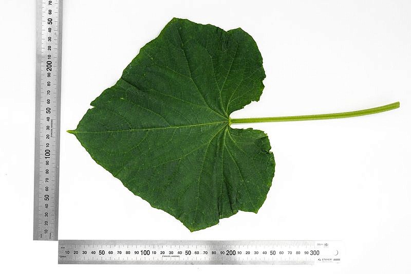 Партнер Огурец ГУННАР F1 ^(5шт), изображение 3