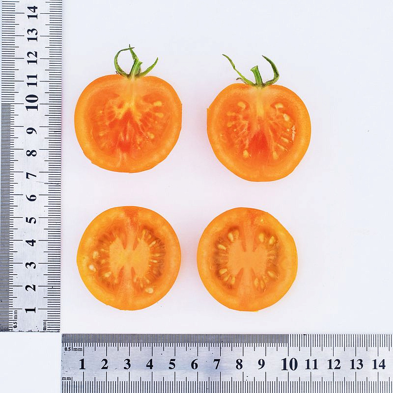 Партнер Томат ЧЕРРИ ОРАНЖЕВЫЙ ЗЕМЛЕДЕЛЕЦ F1 ^(0,05г) 2-ной пак, изображение 4