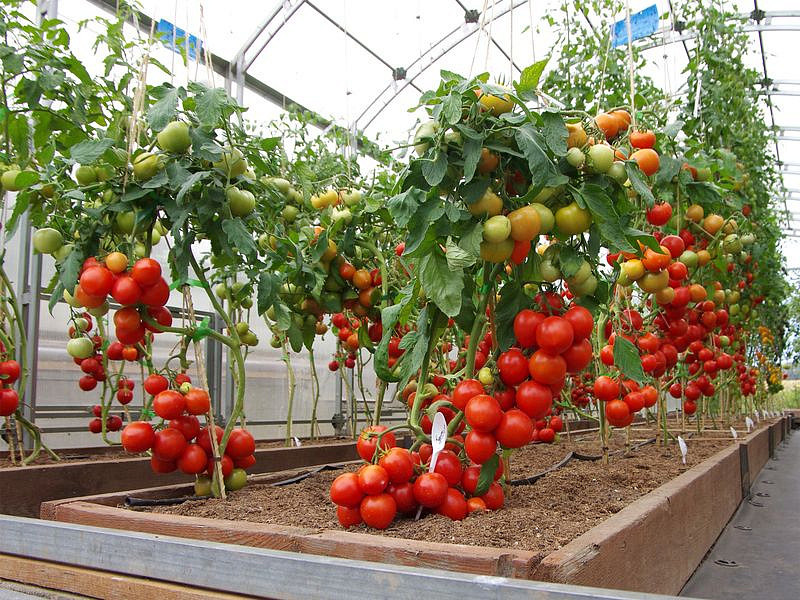 Партнер Томат КУРТИЗАНКА F1 ^(0,05г) 2-ной пак, изображение 4