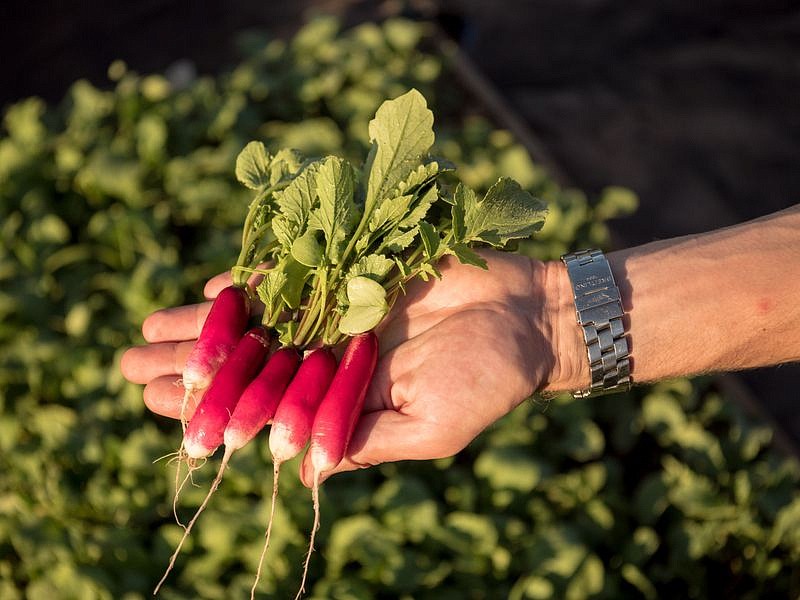 Партнер Редис СЛАВА ^(2г), изображение 1
