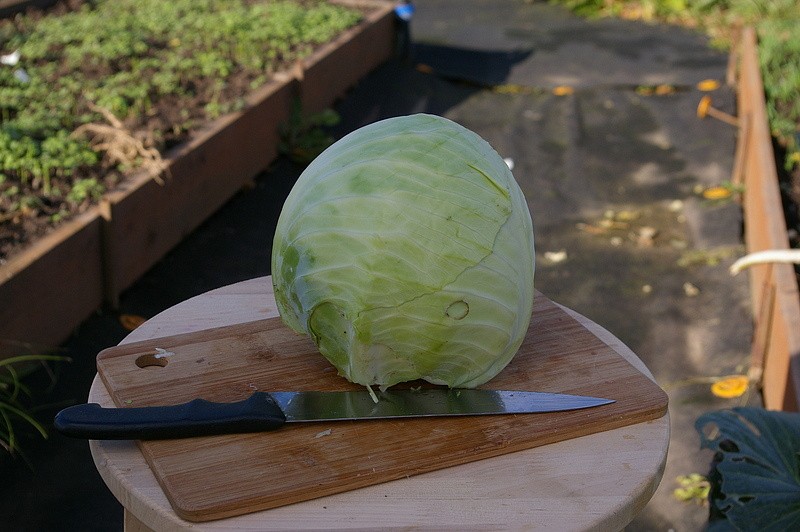 Партнер Капуста б/к ПРЕСТИЖ F1 ^(0,2г в амп), изображение 3