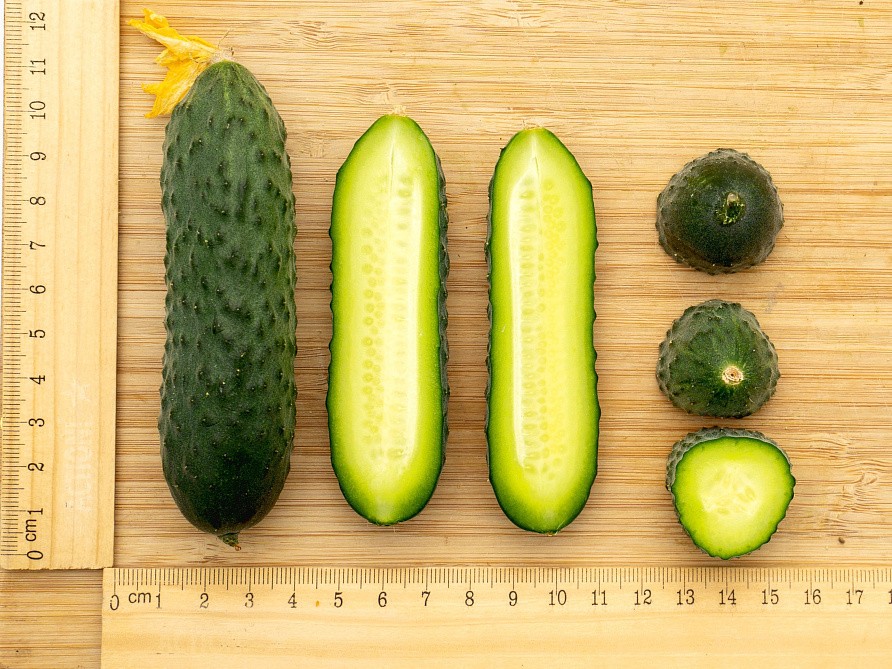 Партнер Огурец ДРУЖНЫЙ F1 ^(10шт), изображение 5