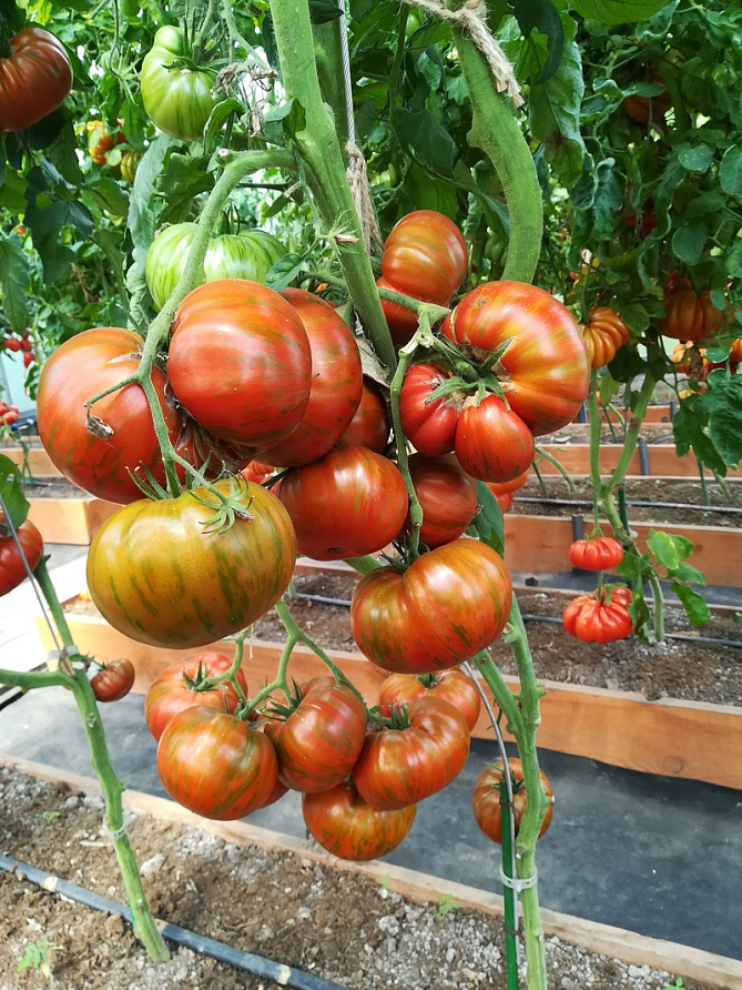 Партнер Томат ПОЛОСАТЫЙ ШОКОЛАД ^(10шт) 2-ной пак, изображение 8