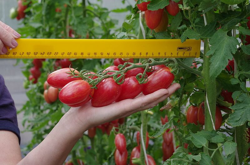 Партнер Томат РОЗОВЫЙ КОТЯ F1 ^(10шт) 2-ной пак, изображение 1