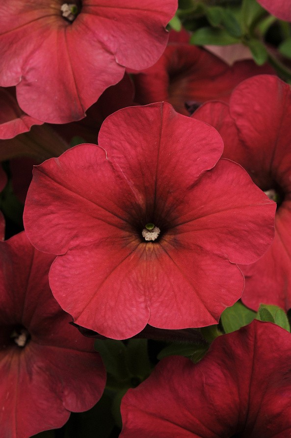 Партнер Петуния F1 серия ИЗИ ВЭЙВ БЕРРИ ВЕЛЮР/ многоцветковая каскадно-ампельная ^(5шт в амп), изображение 4