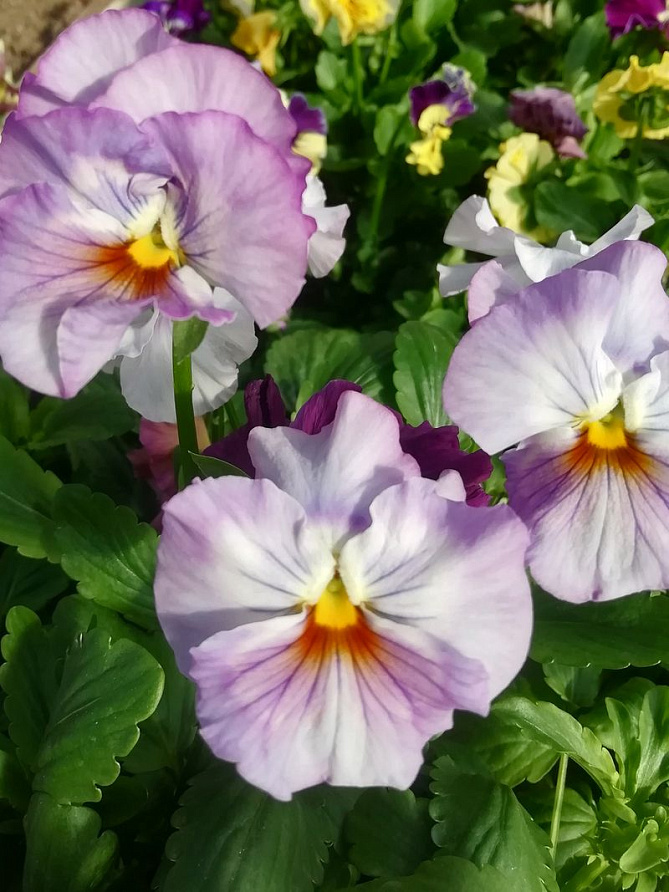 Партнер Виола F1 бахромчатая серия "Танго-манго" БОЛЕРО ^(5шт в амп), изображение 5