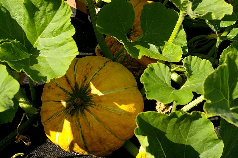 Партнер Тыква КОНФЕТКА ^(5шт), изображение 2