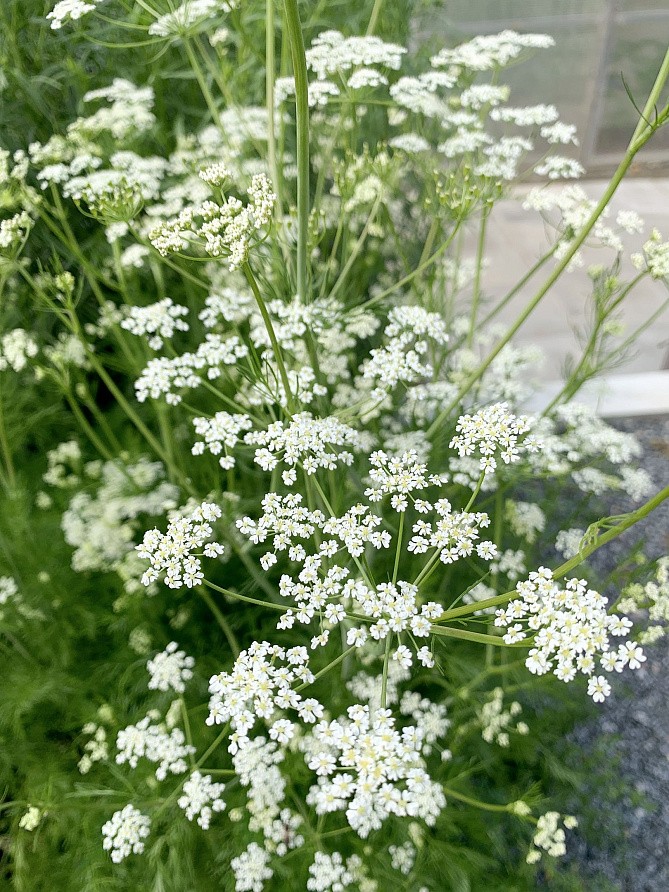 Партнер Тмин овощной АППЕТИТНЫЙ ^(3г), изображение 2