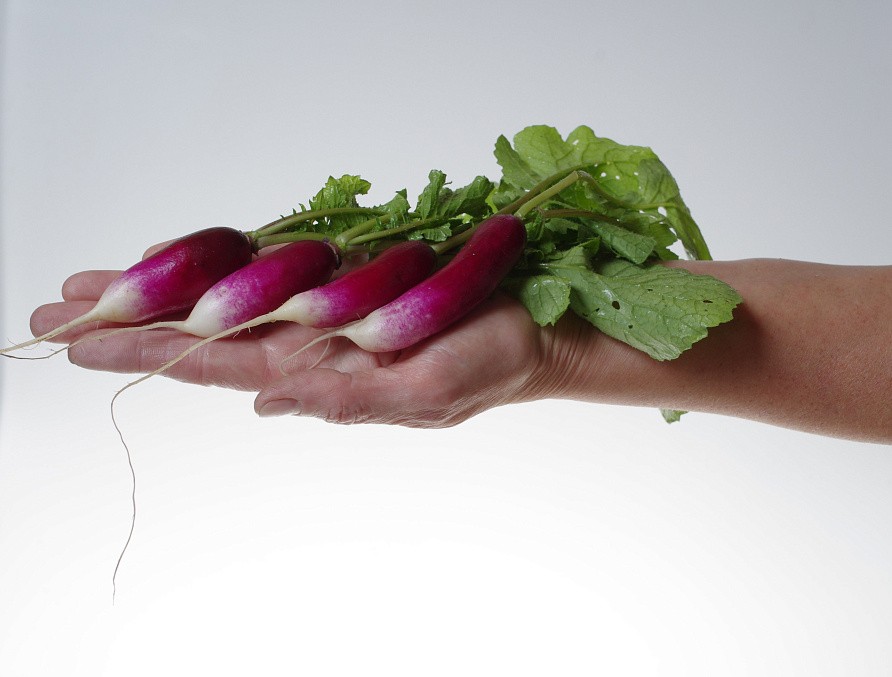 Партнер Редис КЛЕОПАТРА ^(2г), изображение 3