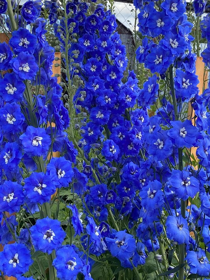 Партнер Дельфиниум F1 новозеландский КОБАЛЬТ ДРИМС ^(3шт), изображение 5