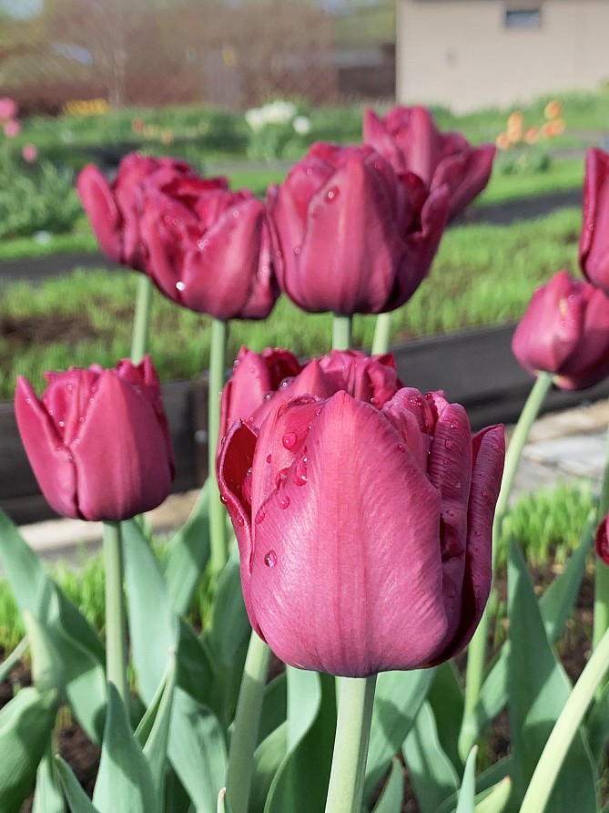 Партнер Тюльпан махровый ранний Элисон Бредли ^(5шт/уп), изображение 1