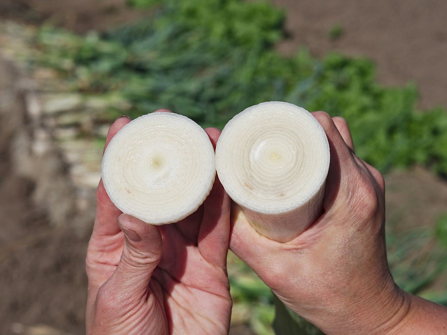 Партнер Лук порей ВЕСТА ^(1г), изображение 7