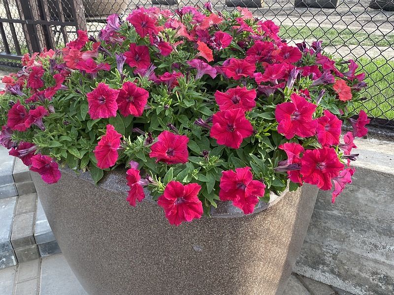 Партнер Петуния серия "Кэнди" ФРЕДЕРИКА F1 / крупноцветковая прямостоячая^(5шт в амп), изображение 3