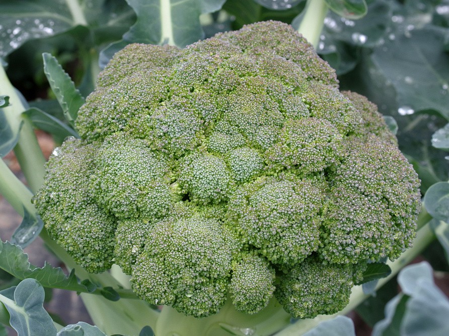 Партнер Капуста брокколи МАРАТОН F1 ^(10шт в амп), изображение 1