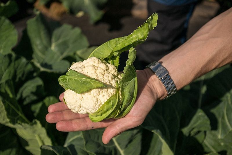 Партнер Капуста цветная ОПААЛ ^(10шт в амп), изображение 1