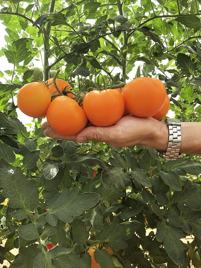 Партнер Томат АНВАР F1 ^(5шт) 2-ной пак, изображение 1