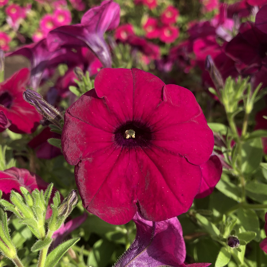 Партнер Петуния серия "Амбре" ГАБРИЭЛА F1 /многоцветковая каскадная ^(5шт в амп), изображение 4