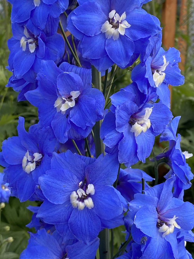 Партнер Дельфиниум F1 новозеландский КОБАЛЬТ ДРИМС ^(3шт), изображение 1