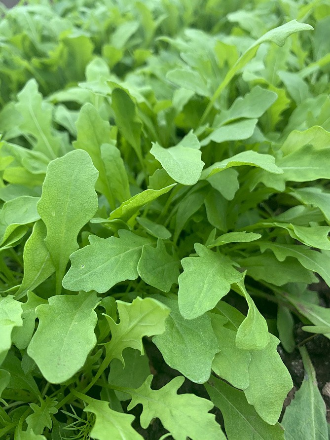 Партнер Двурядник тонколистный РОКЕТ ^(0,5г), изображение 2