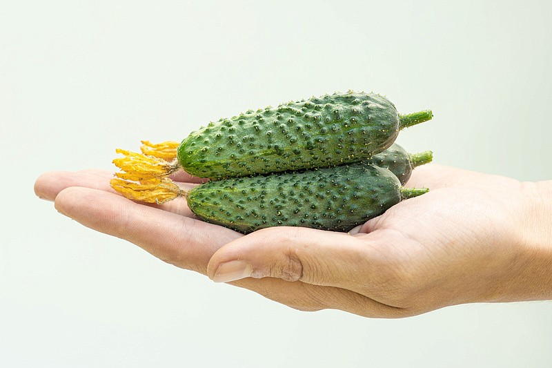 Партнер Огурец ПАСАЛИМО F1 ^(5шт), изображение 5