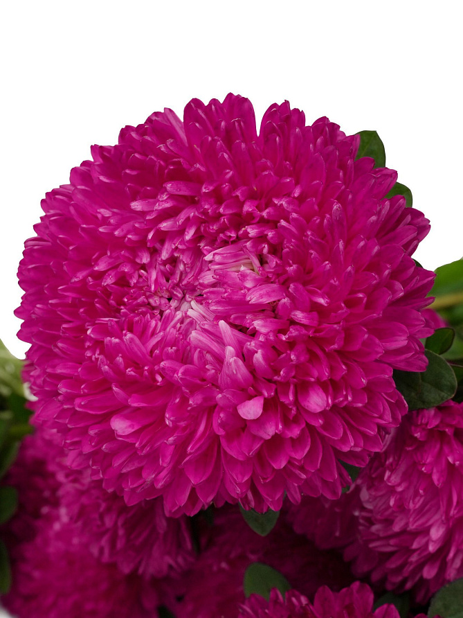 Партнер Астра китайская ДАМСКИЙ РОМАН ^(5шт в амп), изображение 1