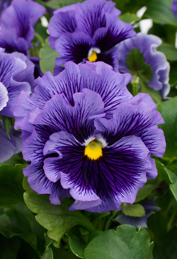 Партнер Виола F1 бахромчатая серия "Танго-манго" РУМБА ^(5шт) 2-ной пак, изображение 1