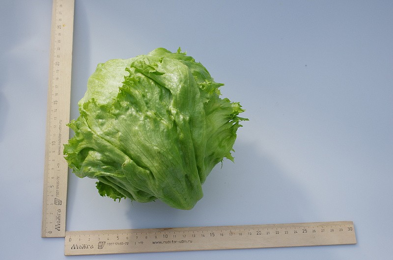 Партнер Салат кочанный ТАРЗАН ^(1г), изображение 1