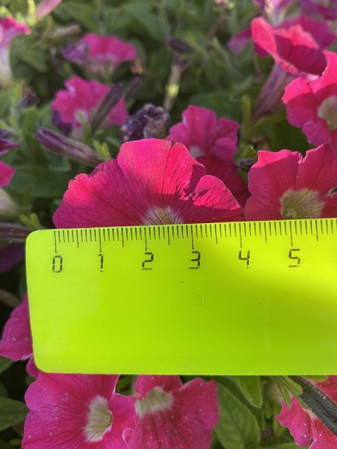 Партнер Петуния серия "Ма Шери" ФИОНА F1 /многоцветковая полуампельная ^(5шт в амп), изображение 3