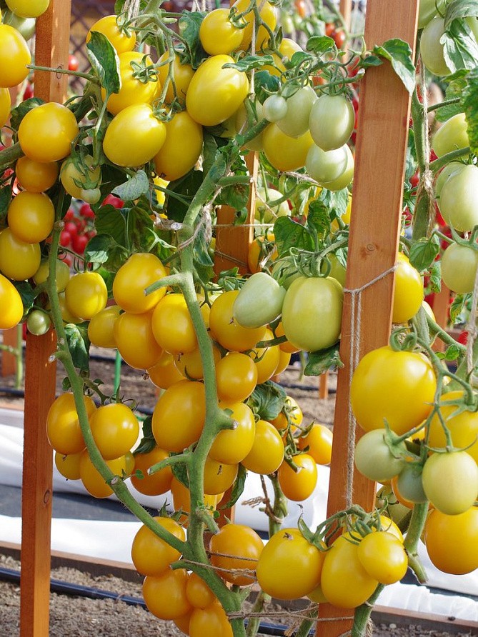 Партнер Томат РЕНЕССАНС F1 ^(10шт) 2-ной пак, изображение 5