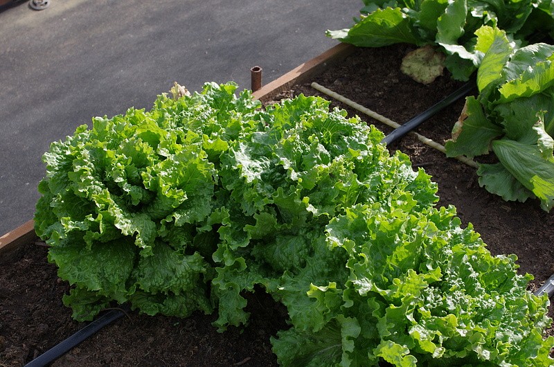 Партнер Салат листовой ГЕРКУЛЕС ^(0,5г), изображение 4