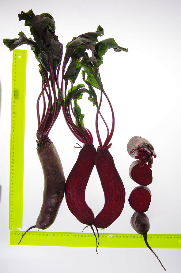 Партнер Свекла ТАУНУС F1 ^(1г), изображение 2