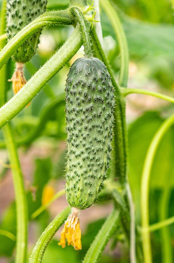 Партнер Огурец ПАСАЛИМО F1 ^(5шт), изображение 2