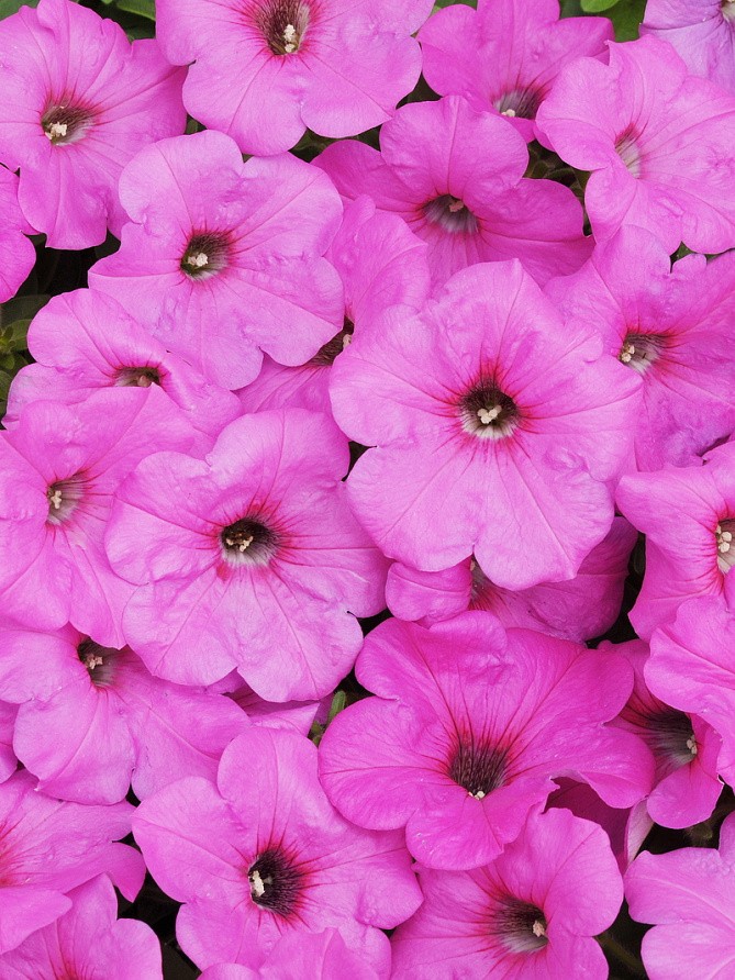 Партнер Петуния F1 серия ИЗИ ВЭЙВ НЕОН РОУЗ/ многоцветковая каскадно-ампельная ^(5шт в амп), изображение 6