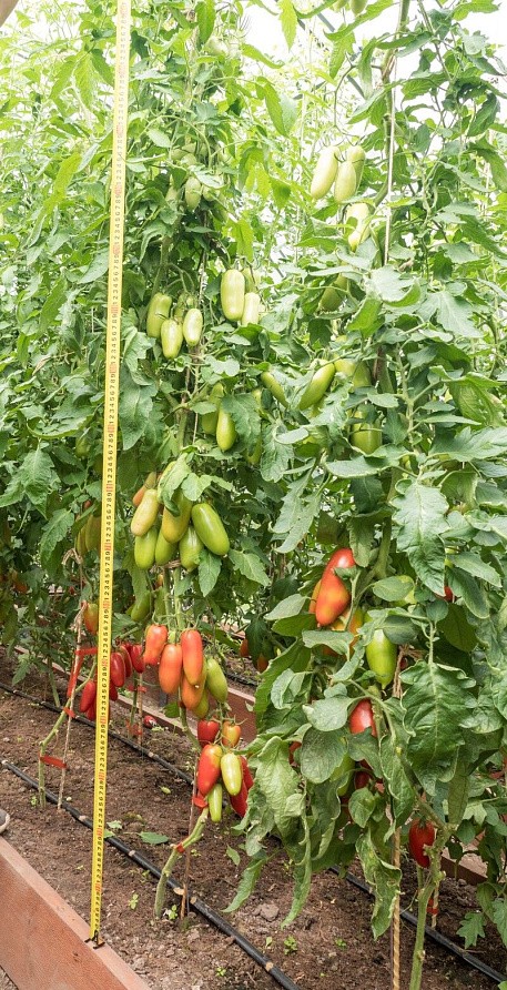 Партнер Томат ДАМСКИЙ КАПРИЗ F1 ^(10шт) 2-ной пак, изображение 6