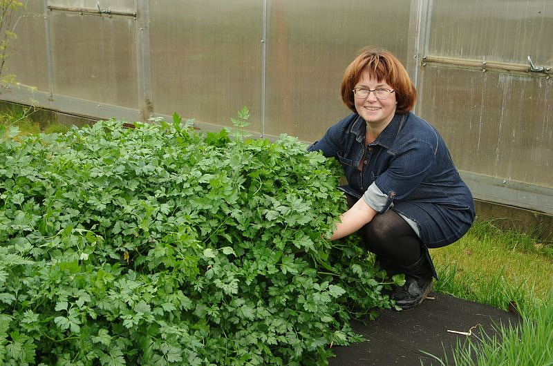 Партнер Петрушка листовая ИТАЛЬЯНСКИЙ ГИГАНТ ^(2г), изображение 2