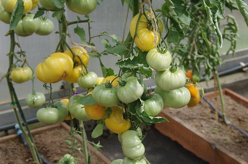 Партнер Томат ПРЕЛЕСТЬ РОУЗЫ ^(10шт) 2-ной пак, изображение 5