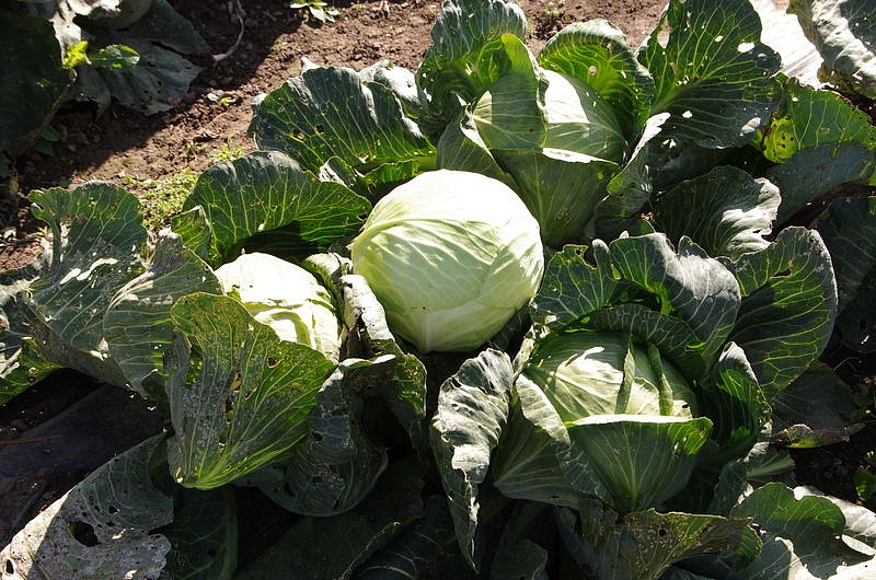 Партнер Капуста б/к КОЛОБОК F1 ^(0,2г в амп), изображение 4