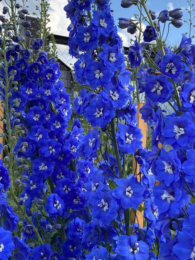 Партнер Дельфиниум F1 новозеландский КОБАЛЬТ ДРИМС ^(3шт), изображение 4