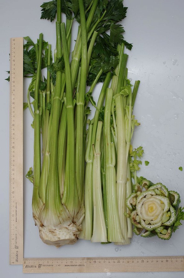 Партнер Сельдерей черешковый МАЛАХИТ ^(0.3г), изображение 2