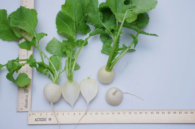 Партнер Редис СНЕЖОК ^(2г), изображение 2