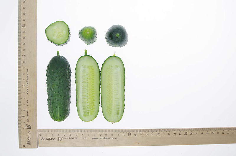 Партнер Огурец ПЛАТОША F1 ^(5шт), изображение 3