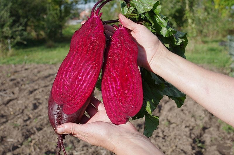 Партнер Свекла КАЛИПСО ^(3г), изображение 1