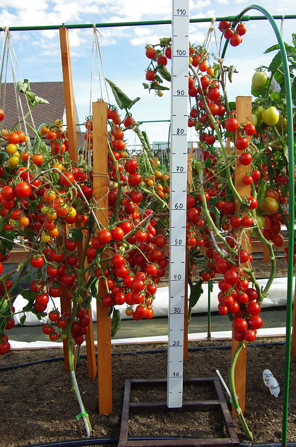 Партнер Томат ДИРИЖЕР F1 ^(10шт) 2-ной пак, изображение 1