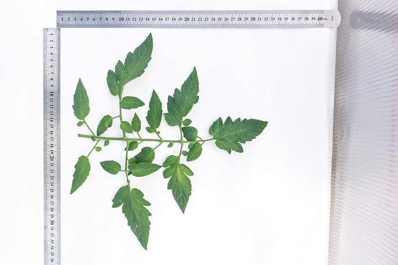 Партнер Томат КОРОЛЕВА F1 ^(5шт) 2-ной пак, изображение 11