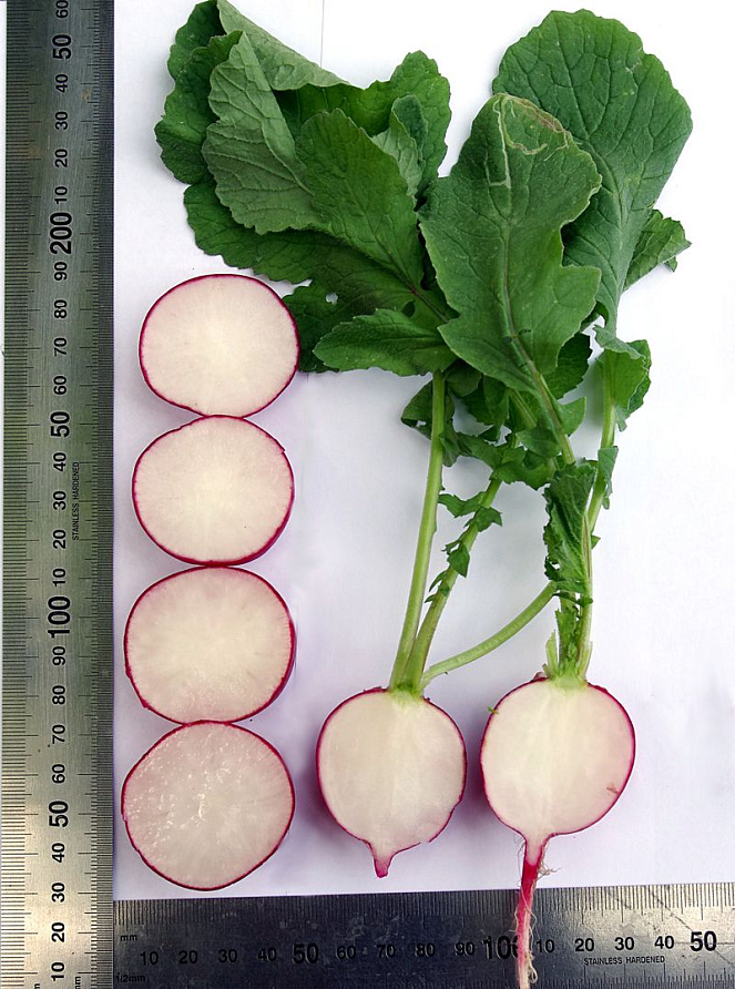 Партнер Редис ДУСЯ F1 ^(1г), изображение 2
